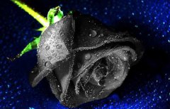 黑玫瑰的花语是什么？黑玫瑰图片