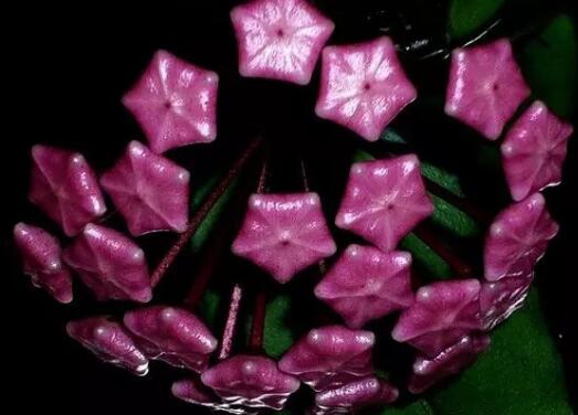 球兰花的花语是什么，球兰花的品种/青春美丽