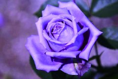 紫玫瑰花语，代表什么意思