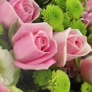 玛利亚玫瑰的花语和传说是什么？