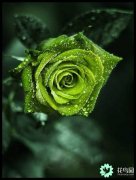 绿玫瑰的花语传说
