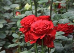 玫瑰的传说和花语，盘点各种颜色朵数玫瑰花的象征意义：玫瑰的传说 玫瑰的