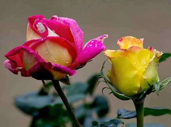 玫瑰的传说和花语，盘点各种颜色朵数玫瑰花的象征意义：玫瑰的传说 玫瑰的花语