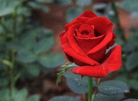 玫瑰的传说和花语，盘点各种颜色朵数玫瑰花的象征意义：玫瑰的传说 玫瑰的花语
