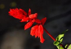 一串红花语是什么，一串红的寓意有哪些/代表爱情和忠诚