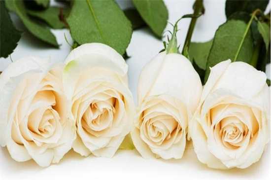 11支香槟玫瑰代表什么意思，一心一意爱的表白：11支香槟玫瑰代表一心一意爱的告白 香槟玫瑰的花语