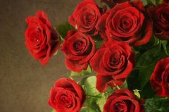 25朵玫瑰花语，25朵玫瑰花代表什么意思：25朵玫瑰花的花语 25朵玫瑰花代表的意