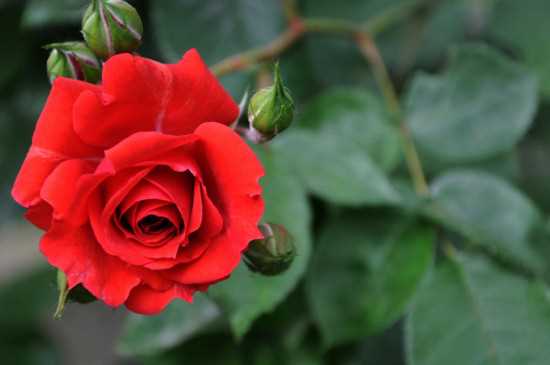 25朵玫瑰花语，25朵玫瑰花代表什么意思：25朵玫瑰花的花语 25朵玫瑰花代表的意思