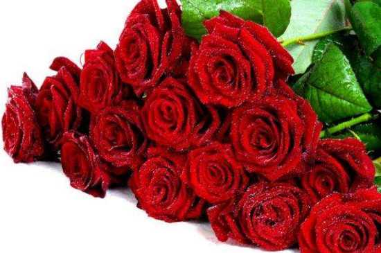 25朵玫瑰花语，25朵玫瑰花代表什么意思：25朵玫瑰花的花语 25朵玫瑰花代表的意思