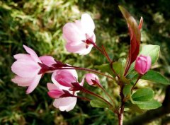 垂丝海棠的花语是什么？