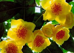 金茶花的花语是什么？