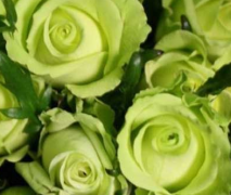 绿玫瑰花语——爱情永不老去！