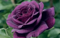 解读路易十四玫瑰花语和故事传说