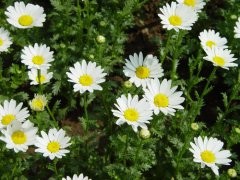 白晶菊的花语是什么？