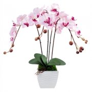 粉色蝴蝶兰的花语是什么？