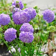 紫盆花的花语是什？
