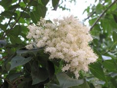 花卉植物六月雪的花语是什么？