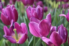 关于紫色郁金香的花语和故事传说