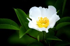 金樱子花的花语是什么？