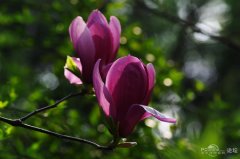 紫色玉兰花的花语是什么？