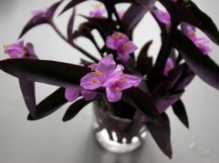 紫竹梅的花语是什么？