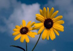 太阳花的花语是什么？