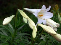 麝香百合花的花语是什么？