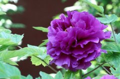 紫色牡丹花的花语是什么？