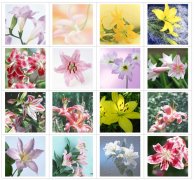 百合花图片大全 百合花品种和花语大全