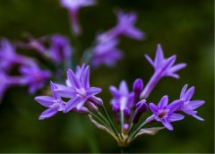 紫娇花的花语是什么？