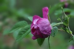 关于紫色蔷薇的花语和传说