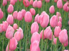 粉红色郁金香的花语是什么？