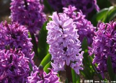 紫色风信子花语和代表意义是什么？