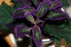 紫鹅绒的花语是什么？