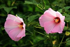 芙蓉葵的花语是什么？