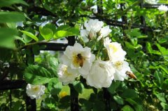 白色蔷薇花的花语是什么？