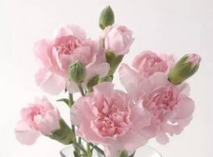 粉红色康乃馨的花语