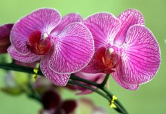 条点蝴蝶兰的花语是什么？
