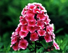 福禄考花的花语是什么？