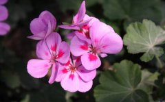 粉色紫罗兰的花语是什么？
