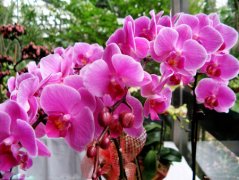 蝴蝶兰的花语是什么？