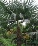 唐棕榈树的花语是什么呢？