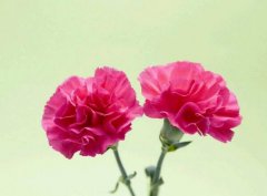 桃红色康乃馨的花语