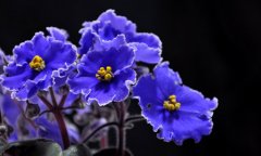 蓝色紫罗兰的花语是什么？