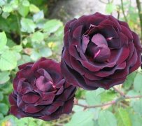 路易十四玫瑰花的花语和寓意含义