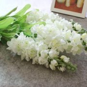 白色紫罗兰的花语是什么？