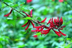 花卉象牙红的花语是什么？