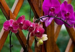 蝴蝶兰的花语和象征代表意义是什么？