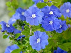 蓝星花的花语是什么？