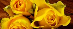 黄色玫瑰花语